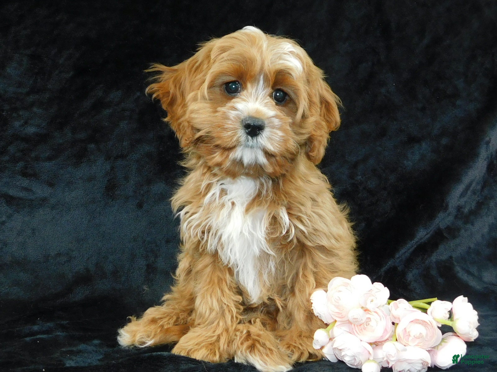Cavapoo dogs King - Ad 1