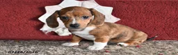 Miniature Dachshund dogs for sale: Betty - Ad 2