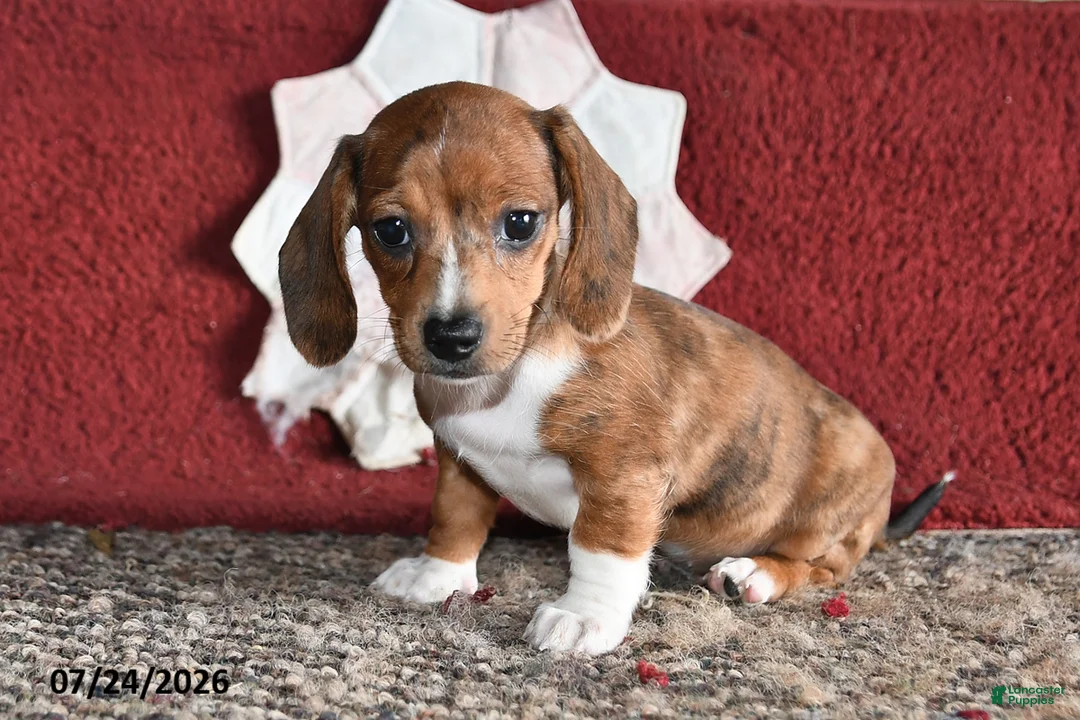 Miniature Dachshund dogs for sale: Betty - Ad 2