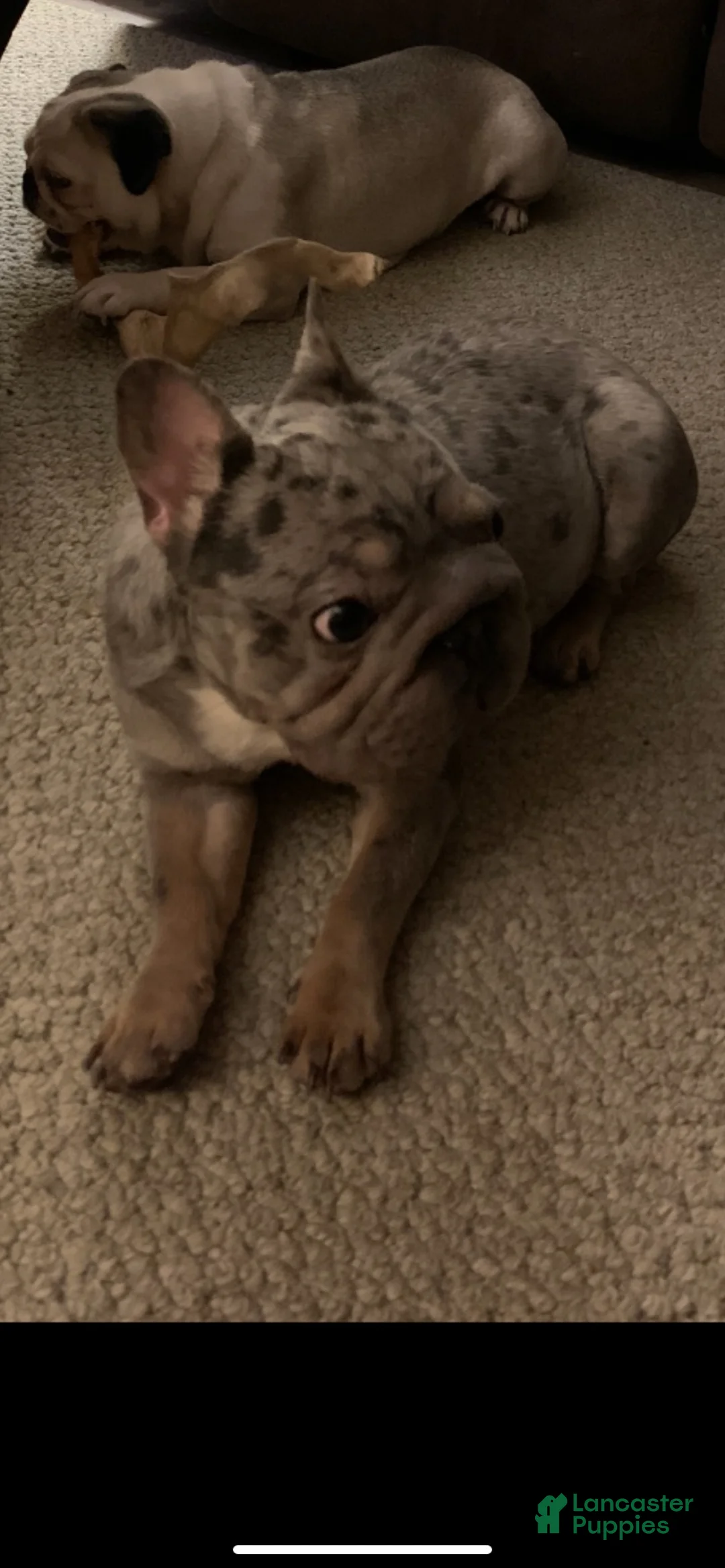 French Bulldog dogs for sale: Cookie - Ad 2