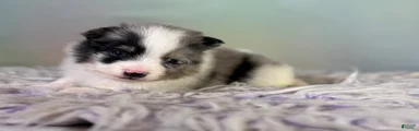 Tux