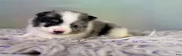 Pomeranian dogs for sale: Tux - Ad 1
