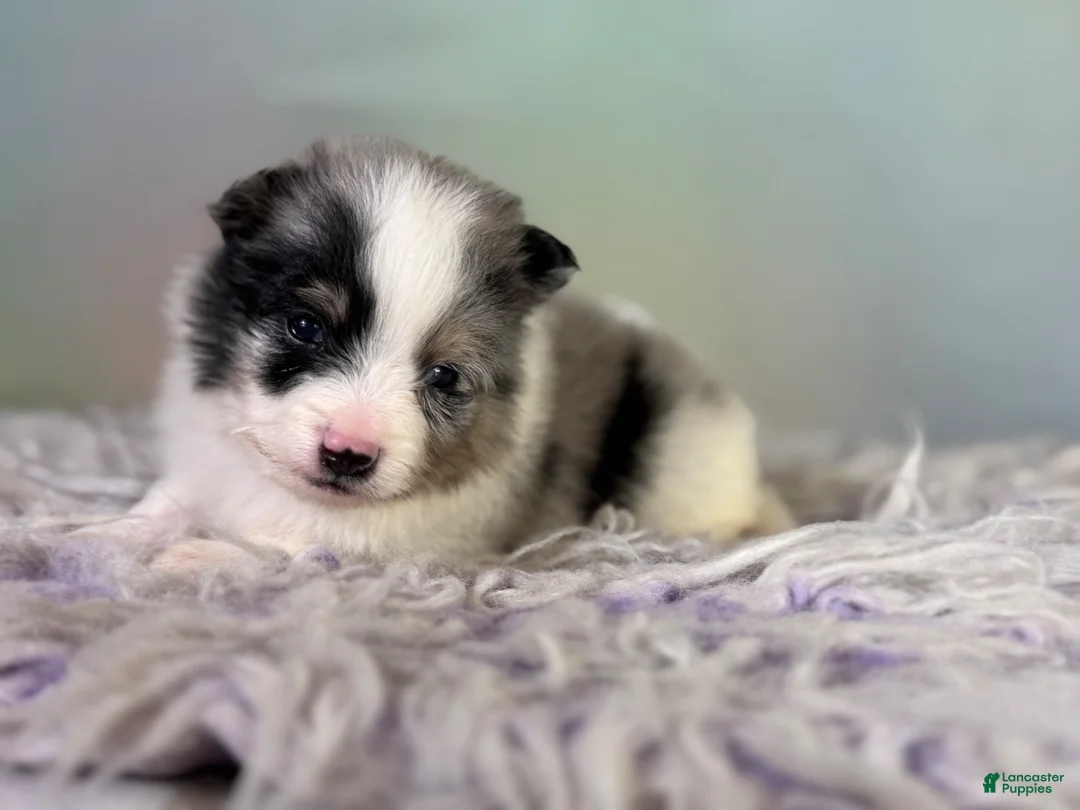 Pomeranian dogs for sale: Tux - Ad 1