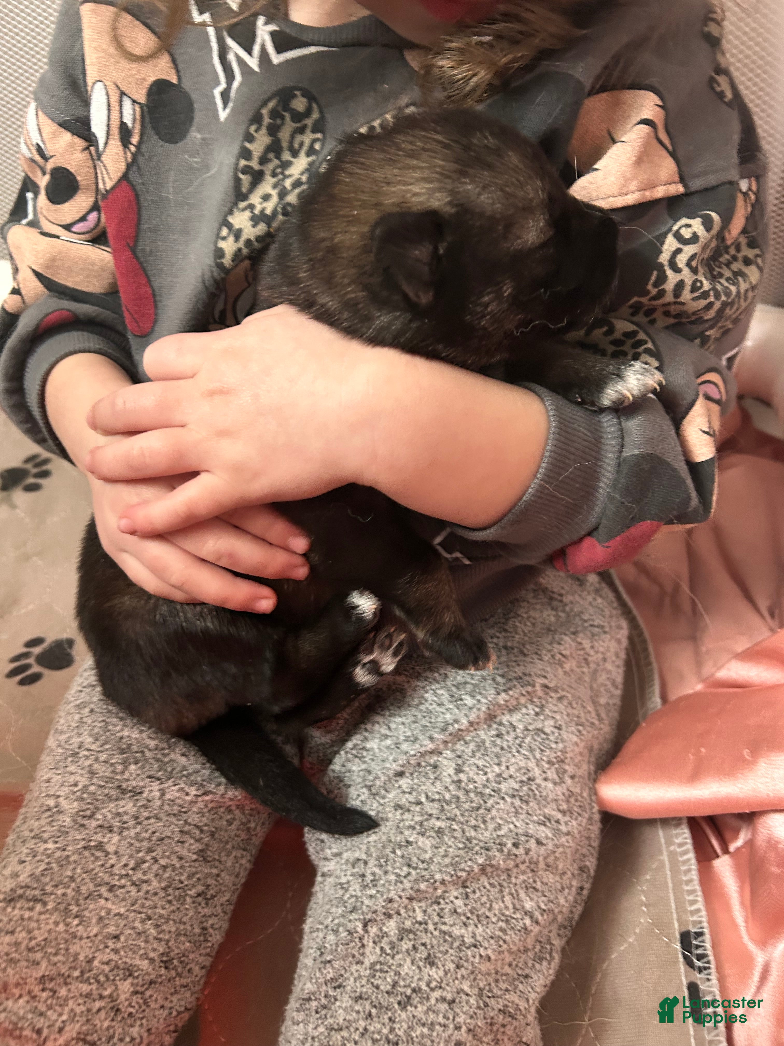 Gerberian Shepsky dogs Gerberian Shepsky Puppy 7 - Ad 20