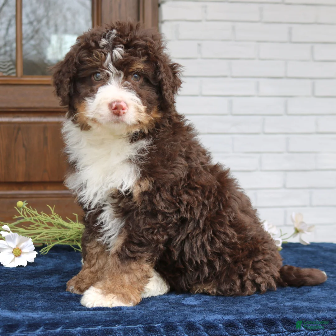 Mini Bernedoodle dogs for sale: Wesley  - Ad 4