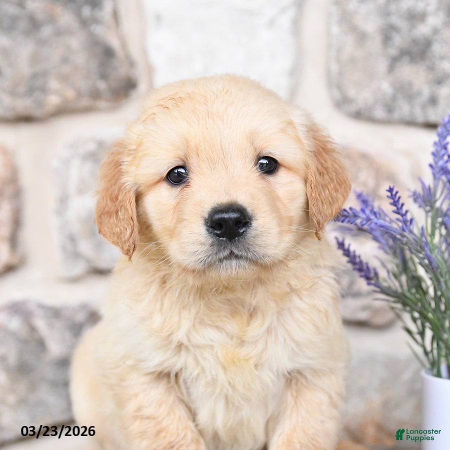Golden Retriever dogs Cooper - Ad 2