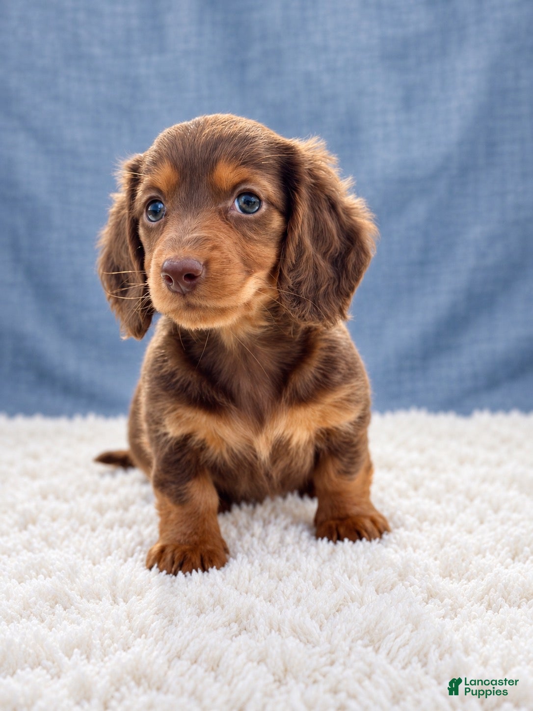 Miniature Dachshund dogs Miniature Dachshund 6 - Ad 2