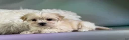 Morkie dogs for sale: Talia  - Ad 3