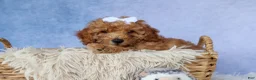 Miniature Poodle dogs for sale: WALTER - Ad 3