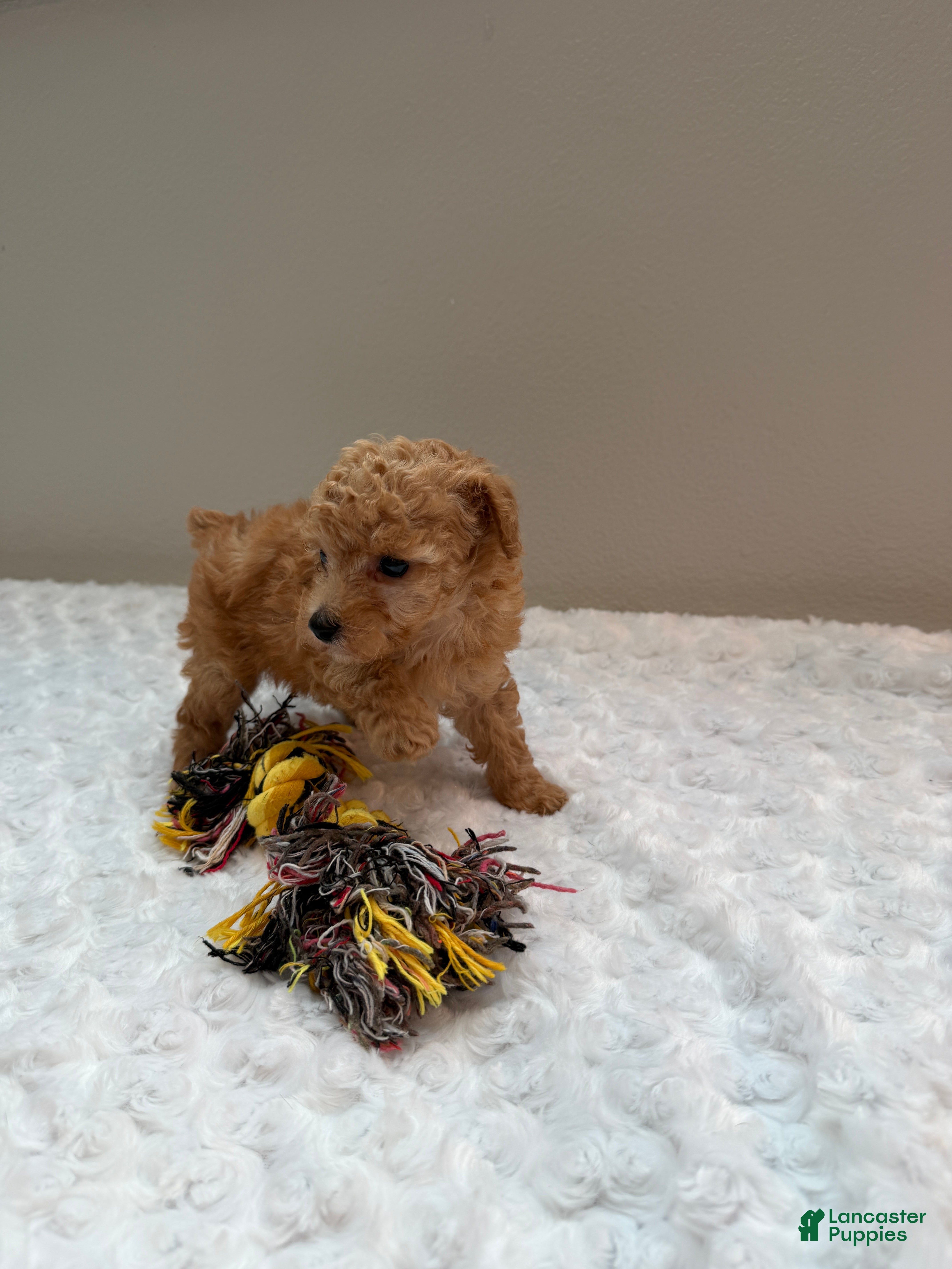 Toy Poodle dogs Toy Poodle teacup girl  - Ad 2