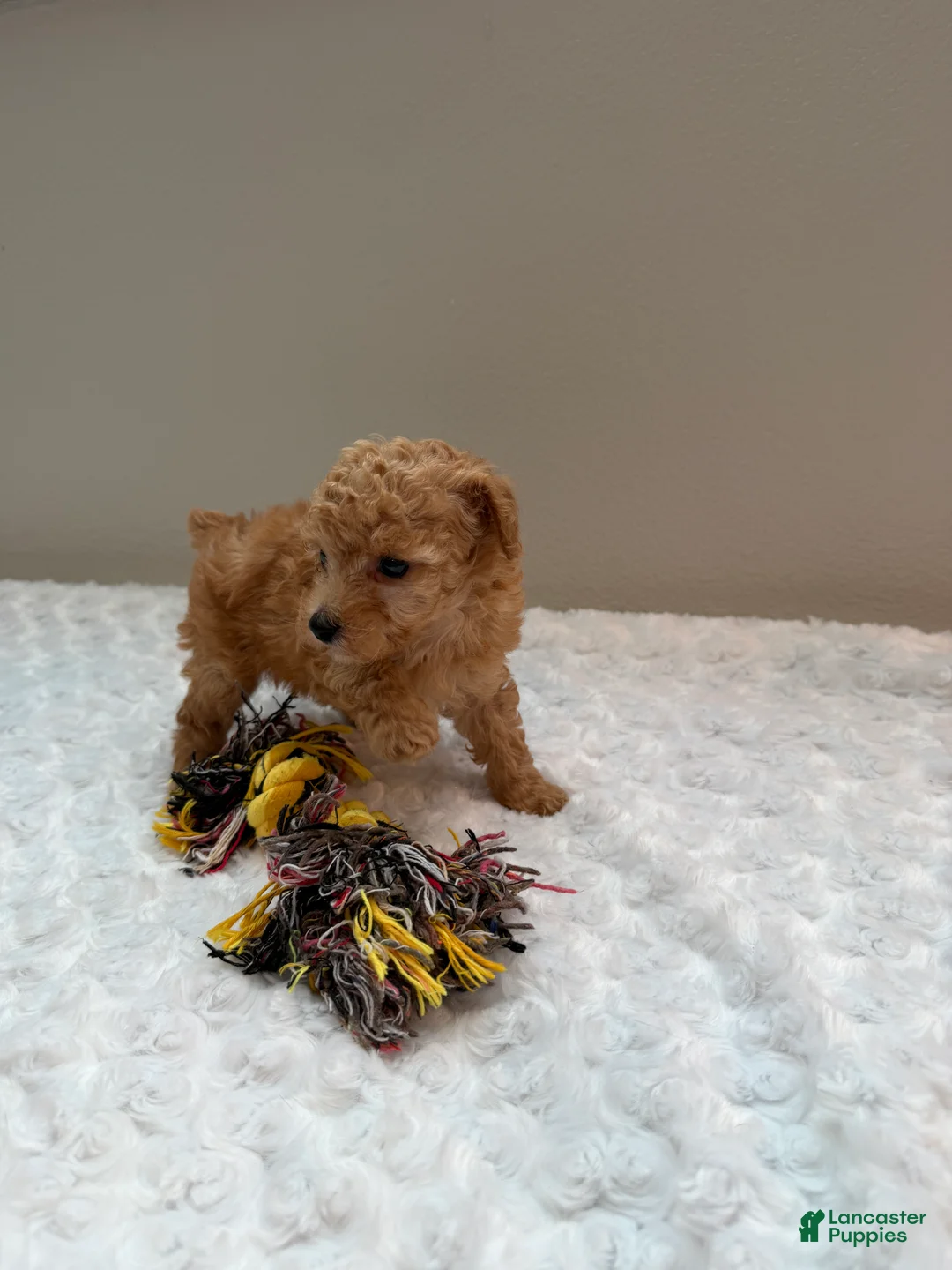 Toy Poodle dogs for sale: Toy Poodle teacup girl  - Ad 2
