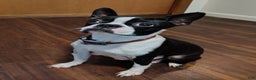 Boston Terrier dogs for sale: Zuma - Ad 6