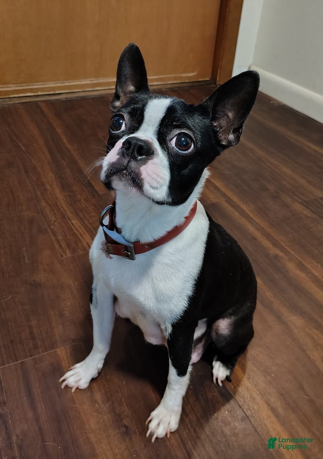 Boston Terrier dogs for sale: Zuma - Ad 6