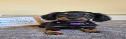 Miniature Dachshund dogs for sale: Clover- AKC - Ad 4