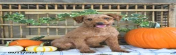 Cavapoo dogs for sale: Dixon - Ad 7