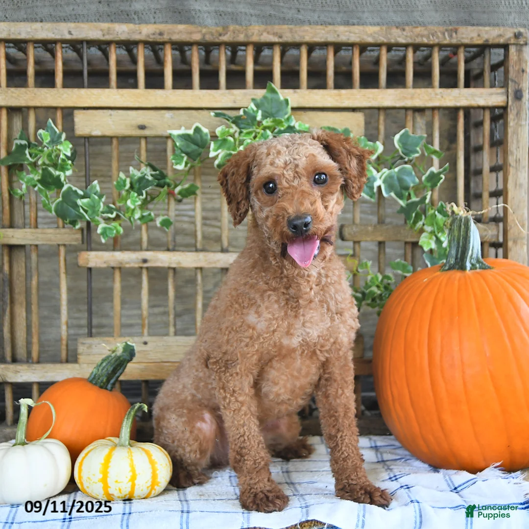 Cavapoo dogs for sale: Dixon - Ad 7