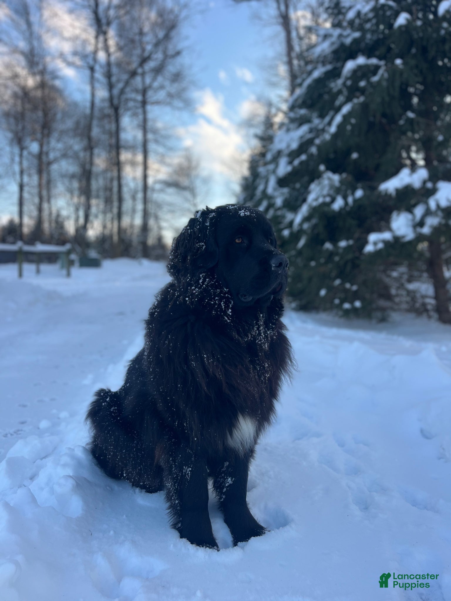 Newfoundland dogs Luna  - Ad 2