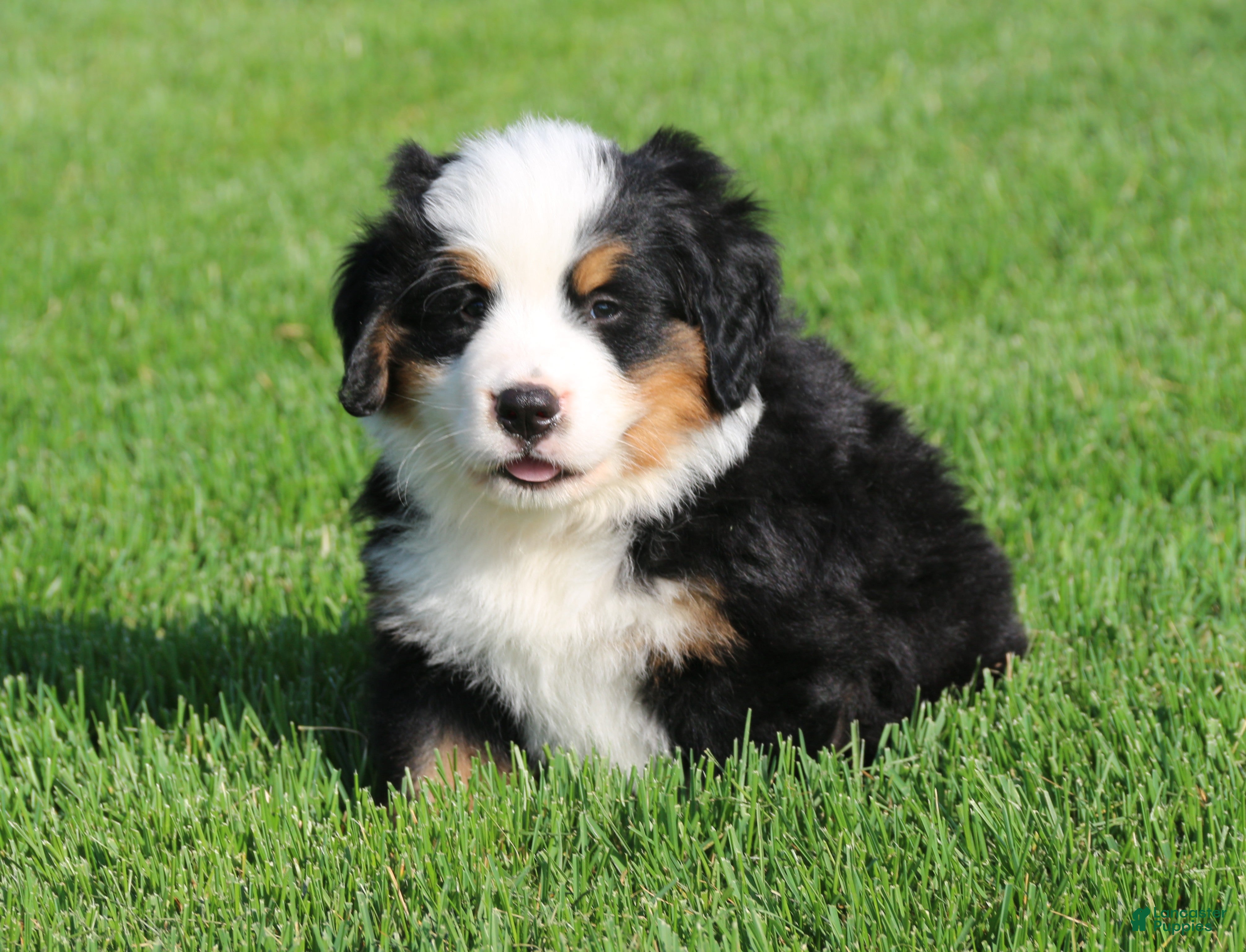 Bernese Mountain Dog dogs Jasper - Ad 1