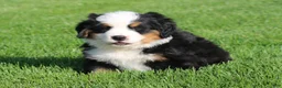 Bernese Mountain Dog dogs for sale: Jasper - Ad 1