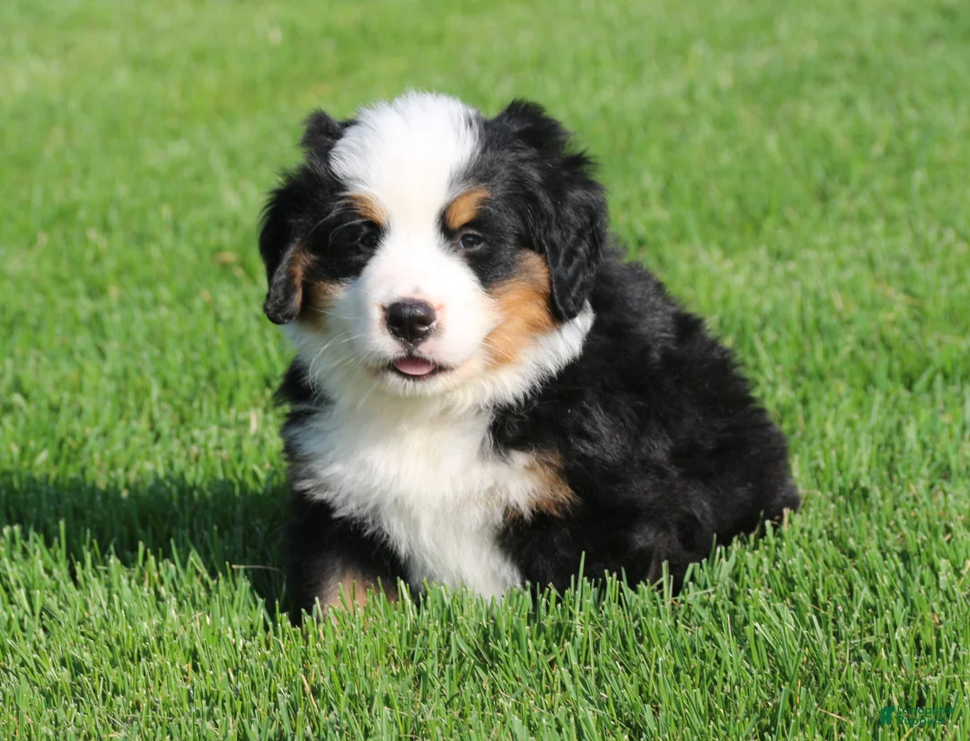 Bernese Mountain Dog dogs for sale: Jasper - Ad 1