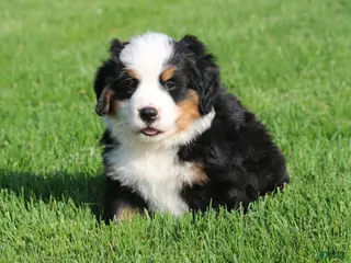 Bernese Mountain Dog dogs for sale: Jasper - Ad 3