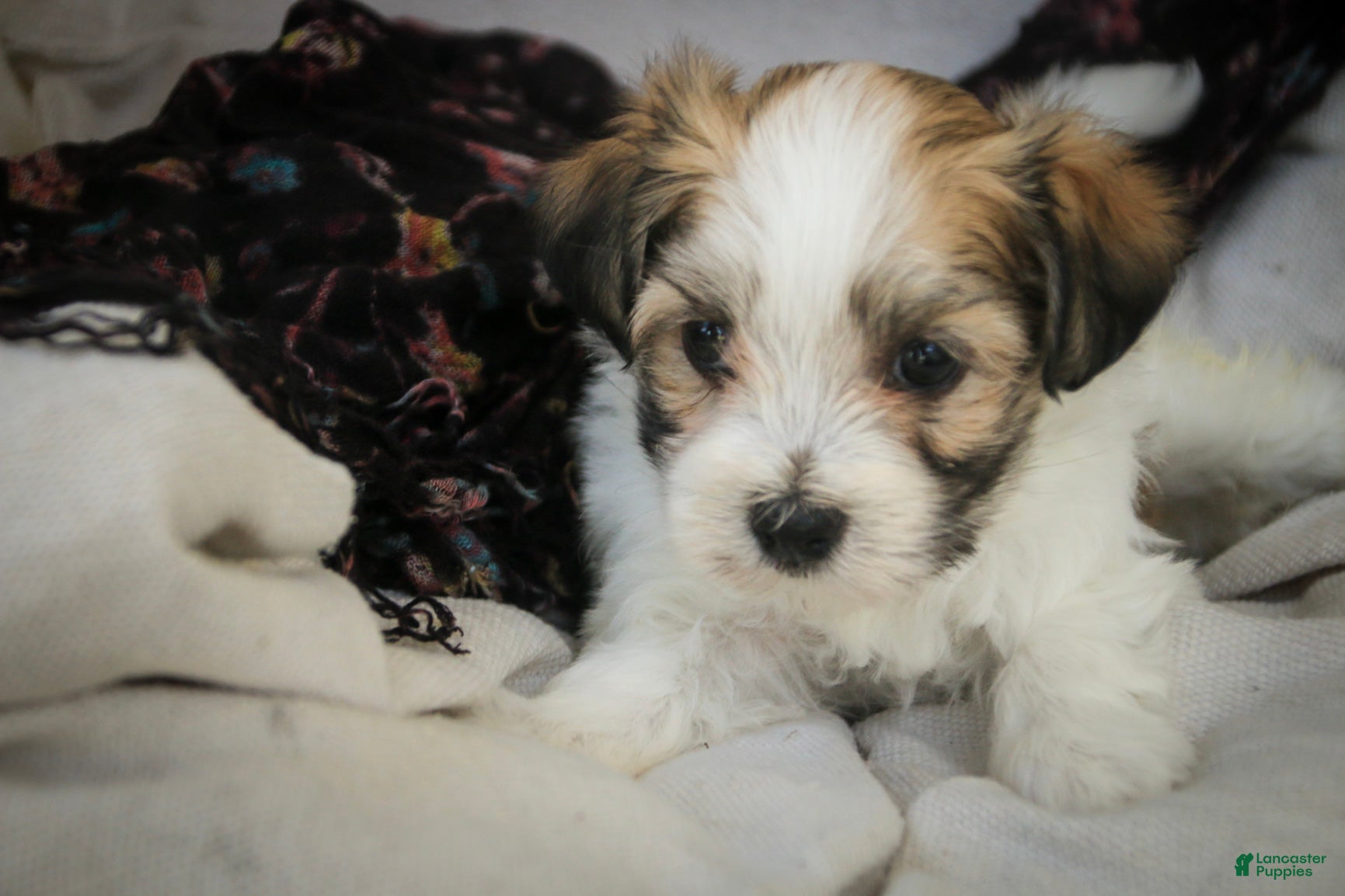 Havanese dogs Penelope Havanese  - Ad 2