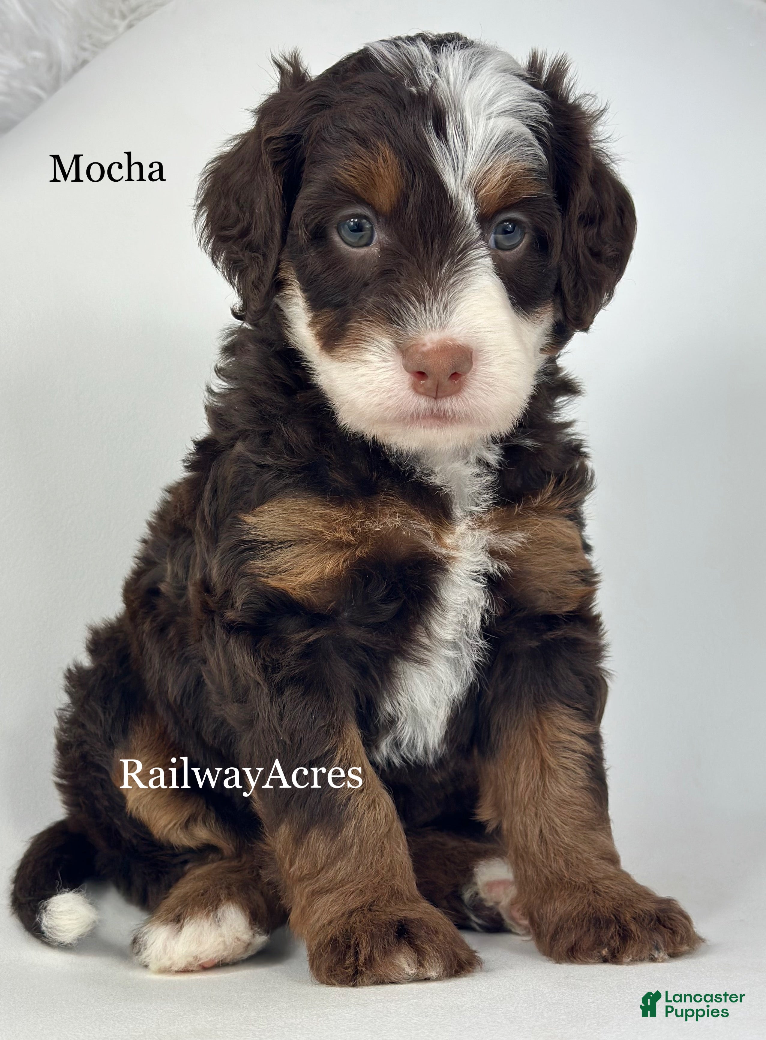 Mini Bernedoodle dogs Mocha - Ad 28