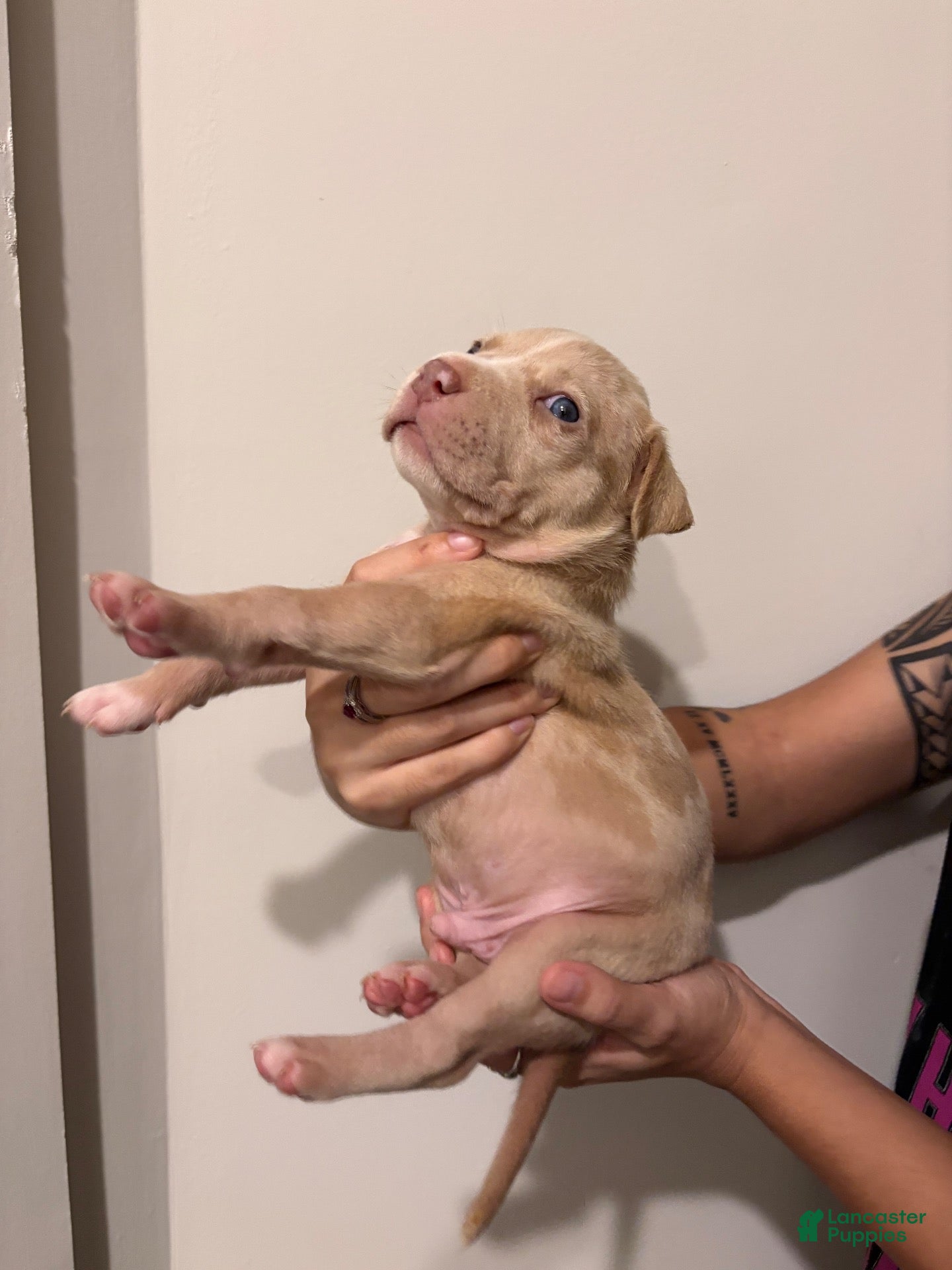 American Bully dogs American XL Bully 4 - Ad 7