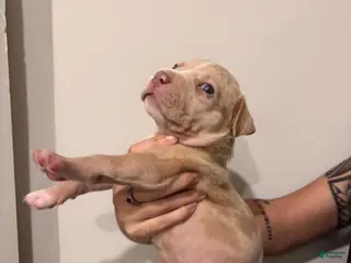 American Bully dogs American XL Bully 4 - Ad 9
