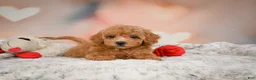 Toy Poodle dogs for sale: Haley - Ad 4