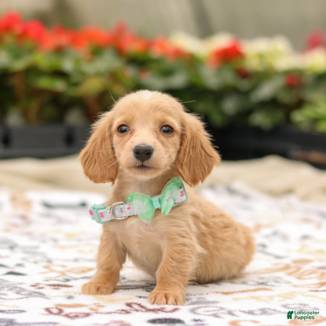 Miniature Dachshund dogs for sale: Huney - Ad 1