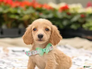 Miniature Dachshund dogs Huney - Ad 15