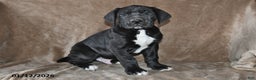 Great Dane dogs for sale: Sugar - Ad 2