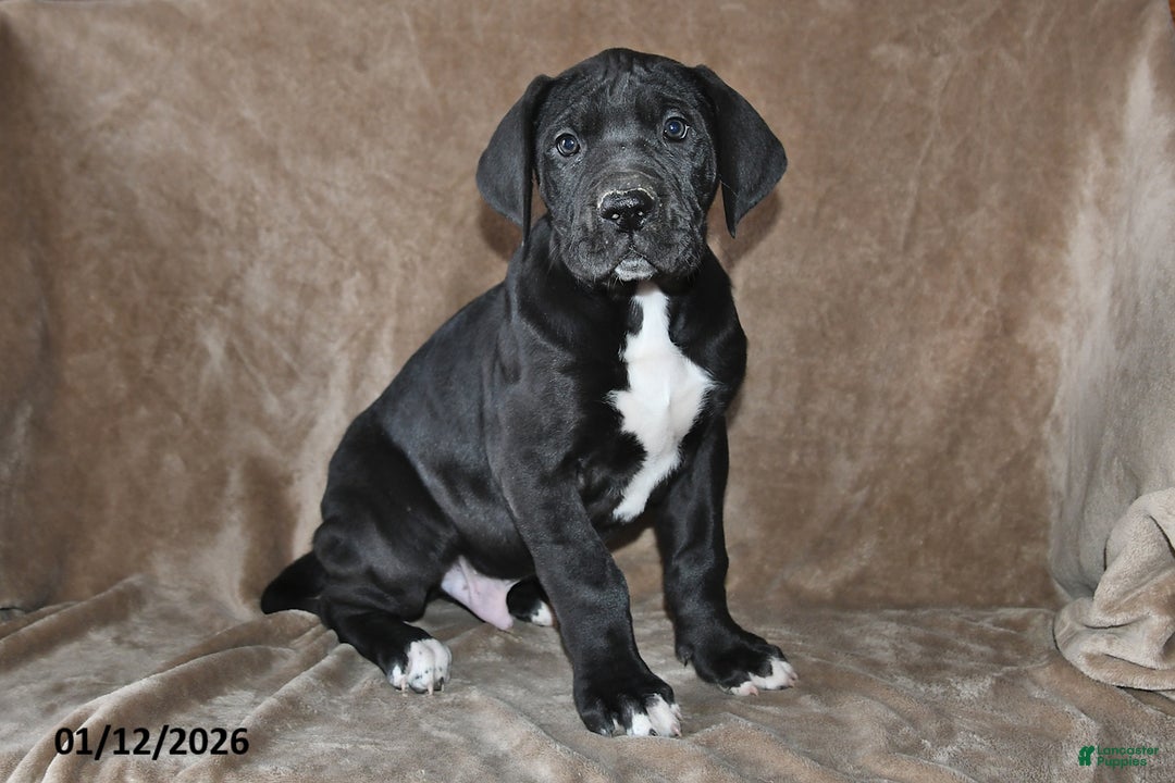 Great Dane dogs for sale: Sugar - Ad 2