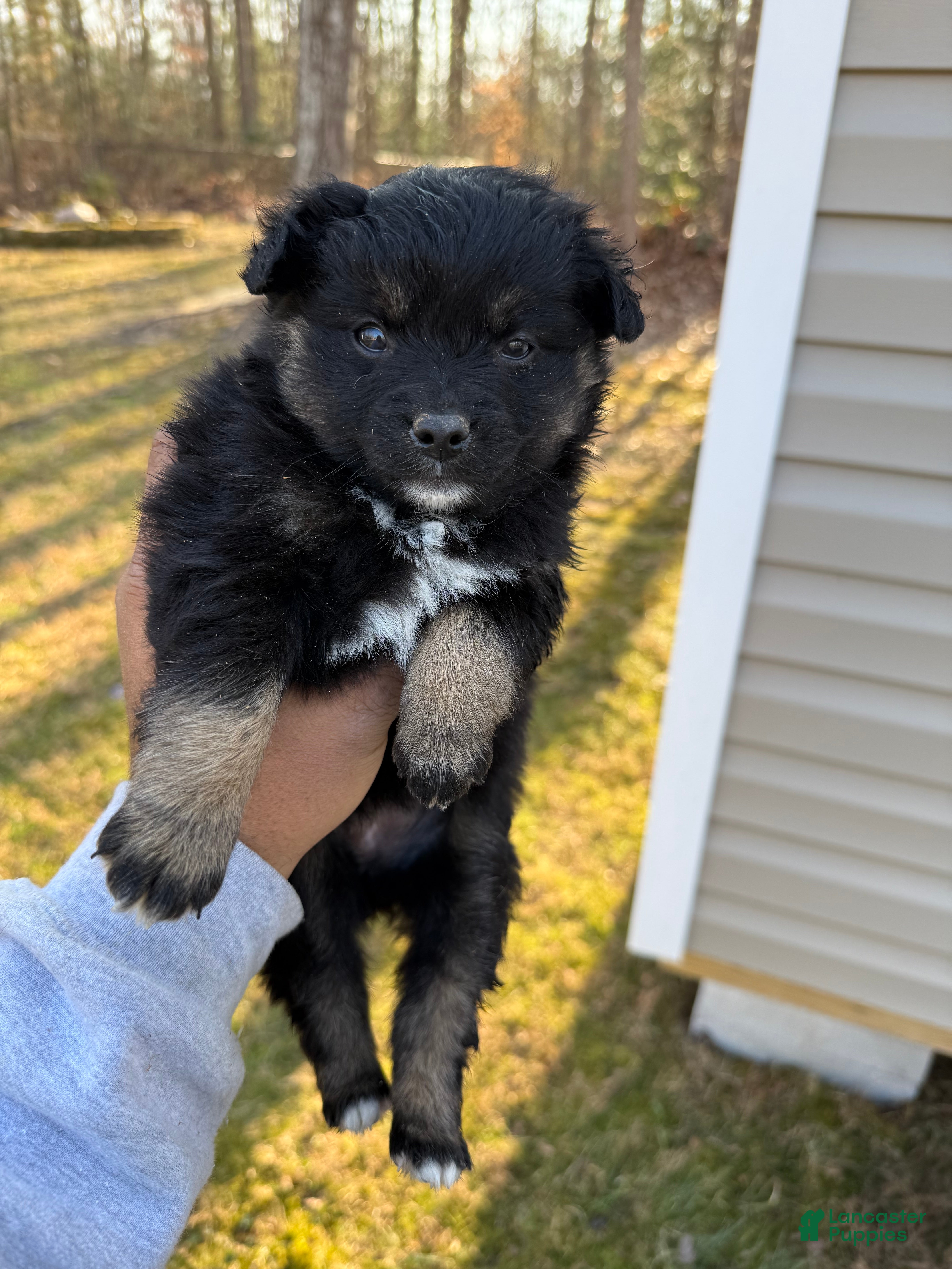 Pomeranian dogs Pomeranian Puppy 3 - Ad 23