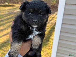 Pomeranian dogs Pomeranian Puppy 3 - Ad 22