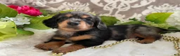 Miniature Dachshund dogs for sale: Kade - Ad 2