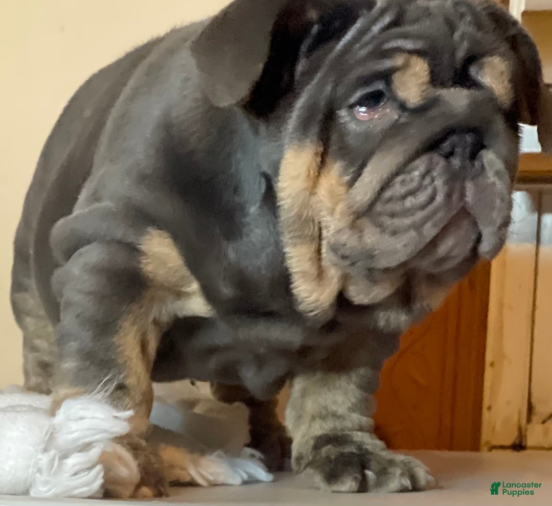 English Bulldog dogs for sale: Smoothie - Ad 3