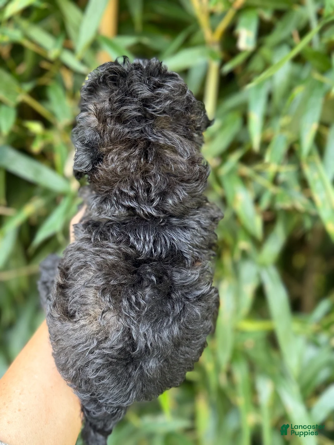 Cockapoo dogs for sale: Cockapoo 2 - Ad 2