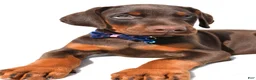 Doberman Pinscher dogs for sale: Buster - Ad 3