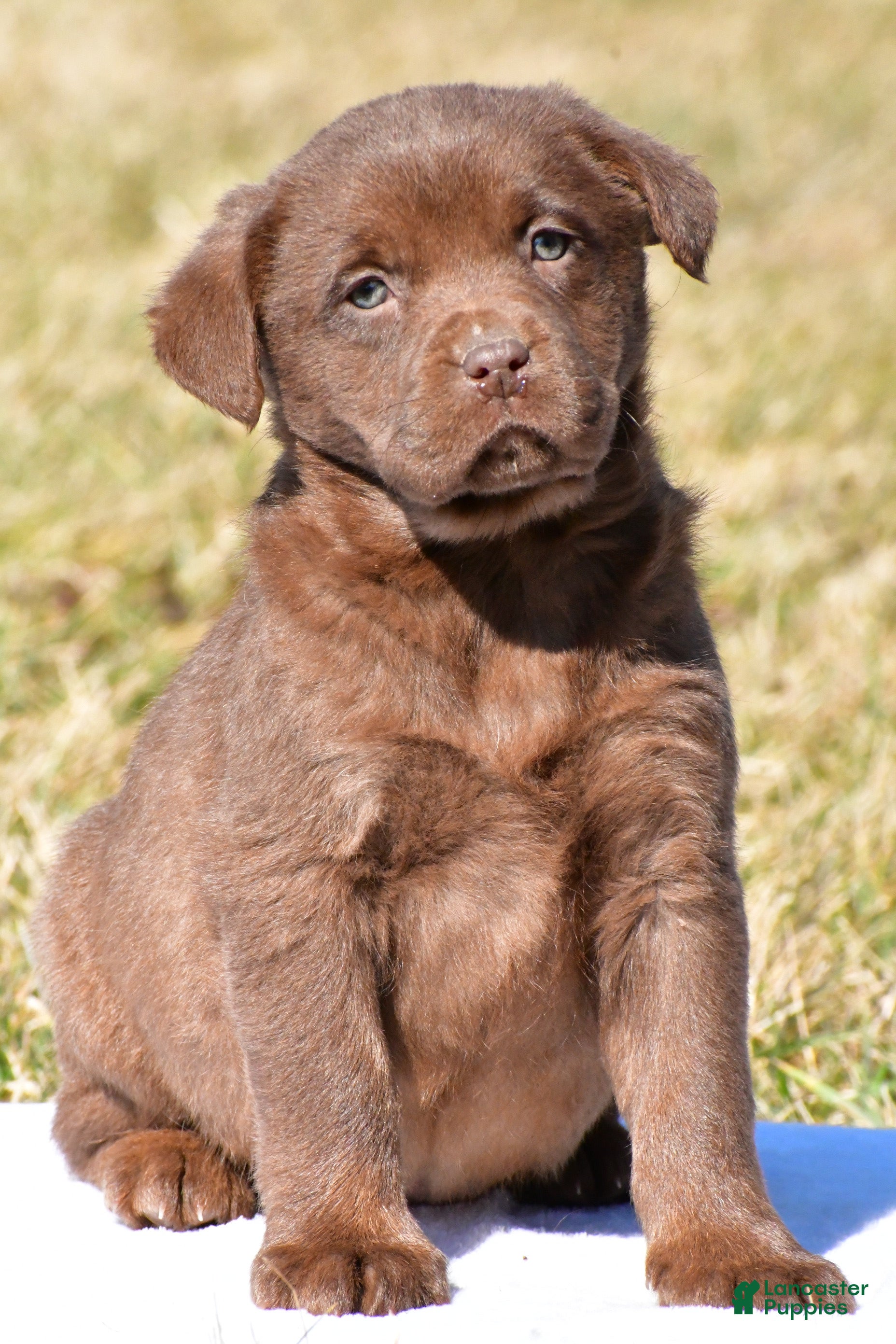 Labrador Retriever dogs Jodie - Ad 1