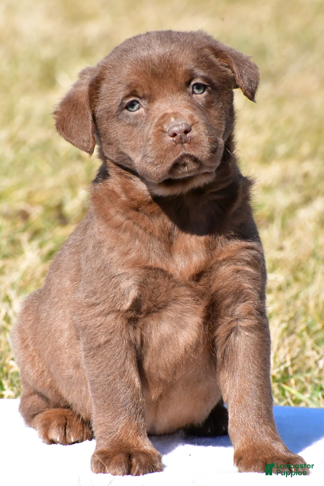 Labrador Retriever dogs for sale: Jodie - Ad 1