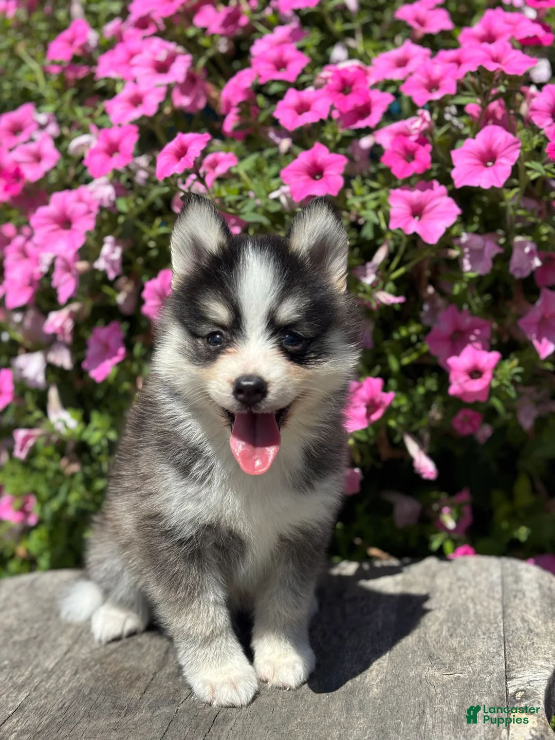 Pomsky dogs for sale: Carlos - Ad 2