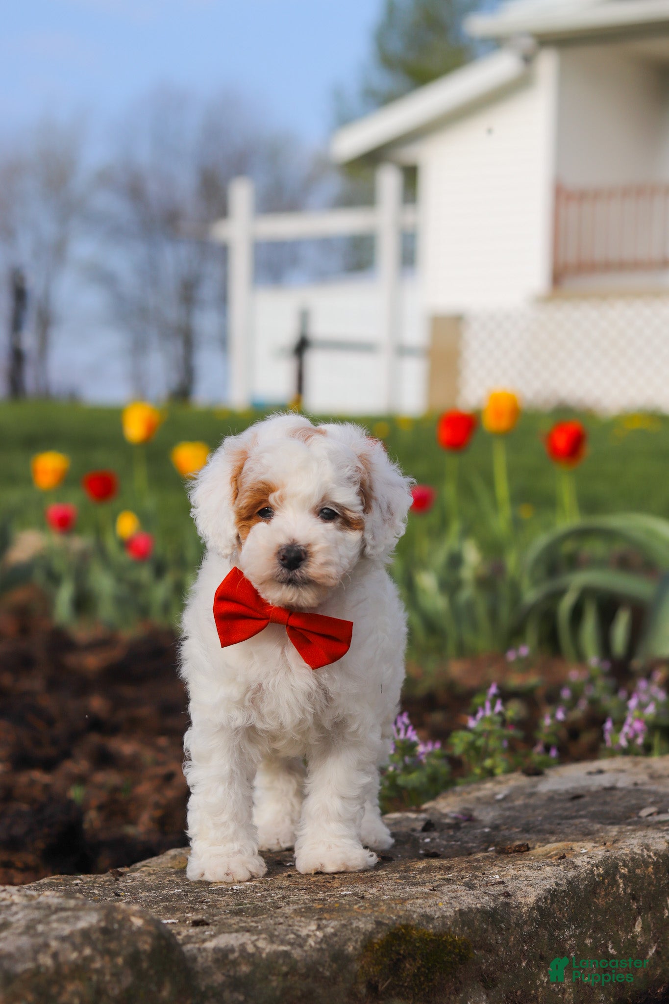 Miniature Poodle dogs Charles - Ad 2