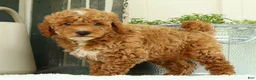 Mini Goldendoodle dogs for sale: Victor - Ad 7