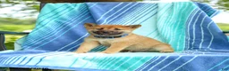 Shiba Inu dogs for sale: Pepper - Ad 4