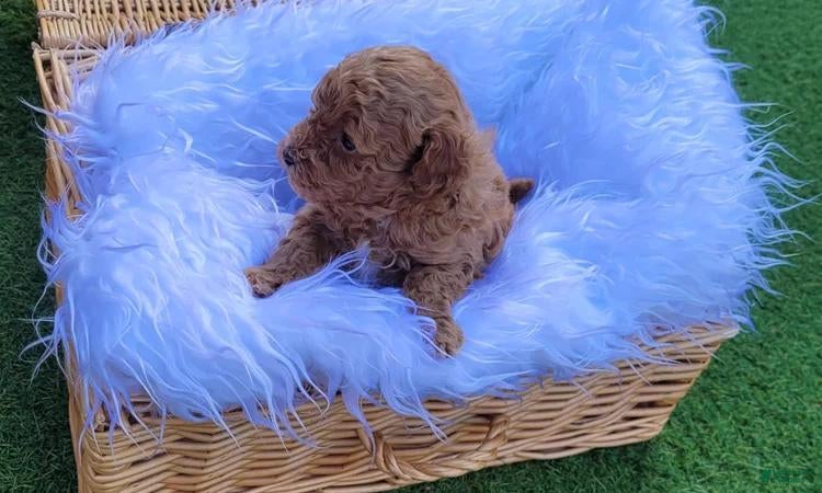 Toy Poodle dogs Teddy - Ad 40