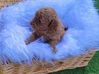 Toy Poodle dogs Teddy - Ad 40