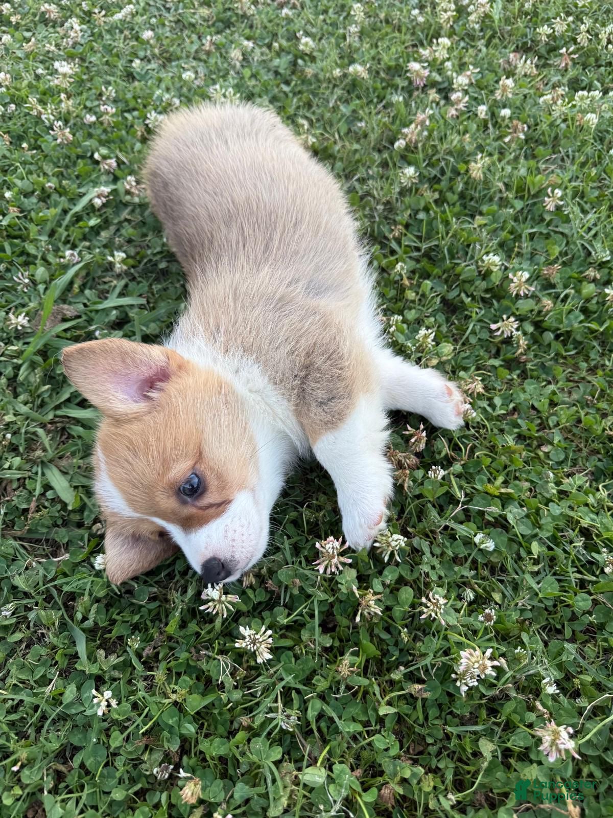 Welsh Corgi Pembroke dogs Welsh Corgi Pembroke Puppy 2 - Ad 1