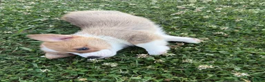 Welsh Corgi Pembroke Puppy 2